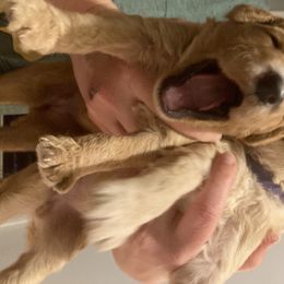 Goldendoodle Puppies from WNC Mountain Doodles