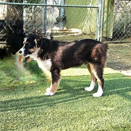 Fred - male Toy Australian Shepherd puppy in Snowflake, Arizona from Halfpint Aussies