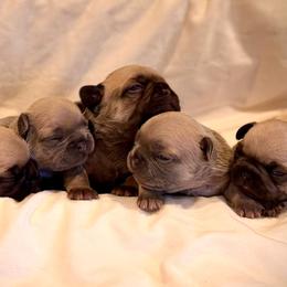 French Bulldog puppies from Willow Farm