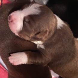 Red Tri male - Red & white male Australian Shepherd puppy in Ennis, Montana from D4R Australian Shepherds