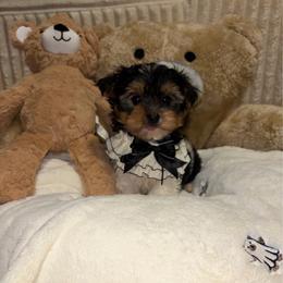Swirl - Parti male Yorkshire Terrier puppy in Illinois from Pretty Little Yorkies
