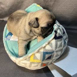 French Bulldog Puppies from Stratton Kennel