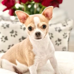 MINT - Chihuahua
