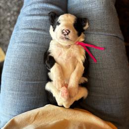 Dixie - Black and white female Sheepadoodle puppy in Vernonia, Oregon from Life Unleashed Farm