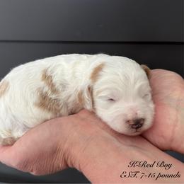 K- RED BOY - Parti male Goldendoodle puppy in Lewisville, Texas from Texas Goldendoodle Lovers
