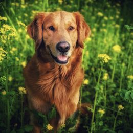 Golden Retrievers from Regal Retrievers