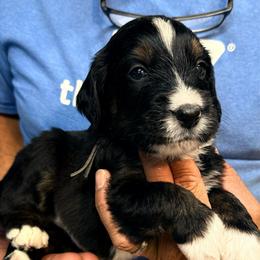 Timber - Tri-color male Bernedoodle puppy in Ferguson, North Carolina from Elevated Standards NC