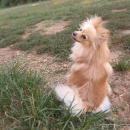Mia - Pomeranian