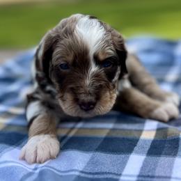 Blaze - Brown merle male Aussiedoodle puppy in Liberty, Texas from Poodles and Doodles Most Excellent Adventures