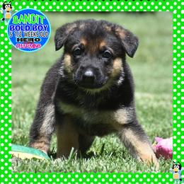 BANDIT - Black and tan male German Shepherd puppy in Murrieta, California from Diamond Oaks German Shepherds
