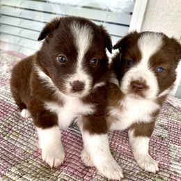 Lily - Red tri female Miniature Australian Shepherd puppy in Brookshire, Texas from P's Aussies