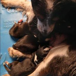 Girl 1 - Black tri female Miniature Australian Shepherd puppy in Gretna, Virginia from Adams Acres Cattle Dogs