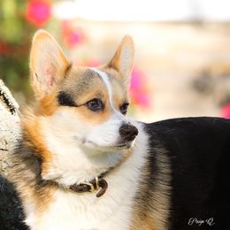 Dolly - Pembroke Welsh Corgi