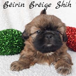 WINNIE - ADOPTED! - Red female Shih Tzu puppy in Middle Grove, New York from Beirin Breige Shih Tzus