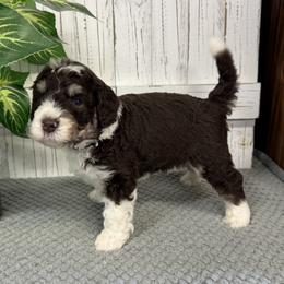 Brandy's Black Collar Boy 2495.00 - Tri-color male Bernedoodle puppy in Alvin, Texas from JP Southern Doodles