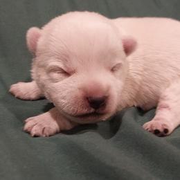 Green Boy - White male West Highland White Terrier puppy in Macy, Indiana from Country Grove Breeding LLC