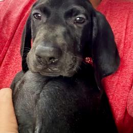 Boy 7 - Black male German Shorthaired Pointer puppy in Aitkin, Minnesota from Whispering’s GunDogs