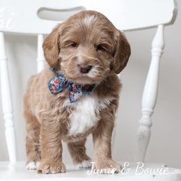 Australian Labradoodle Puppies from Rutu Australian Labradoodles