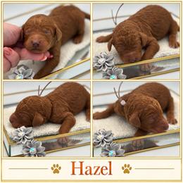 Hazel - Red  female Poodle puppy in Mount Vernon, Illinois from AMC Poodles