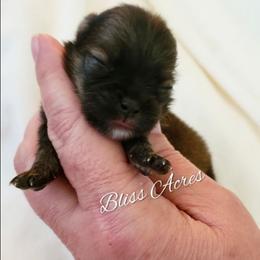 Carolina - Red sable female Pomeranian puppy in Ponca City, Oklahoma from Bliss Acres Farm