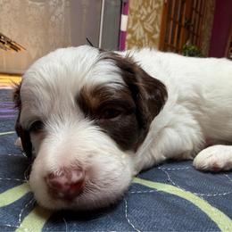 Romance (white) - Red tri-color male Aussiedoodle puppy in Watertown, Wisconsin from Little Bear Paws Aussiedoodles