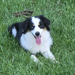 Daisy - Black tri female Miniature American Shepherd puppy in Tiskilwa, Illinois from First Harmony Farms