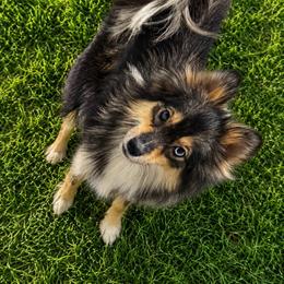 Star - Pomsky