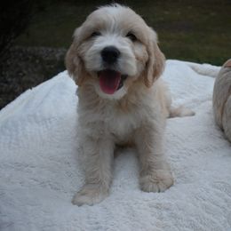Charlie - Apricot male Goldendoodle puppy in Angola, Indiana from Classic City Doodles
