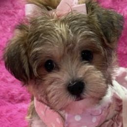 Maltese, Morkies, and Yorkshire Terriers from Malteseuluv’s Tiny Treasurers
