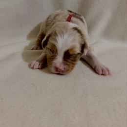 Red Ribbon Red Merle Boy 3 - Red merle male Australian Shepherd puppy in Dundee, Ohio from Aussies Of Circle H