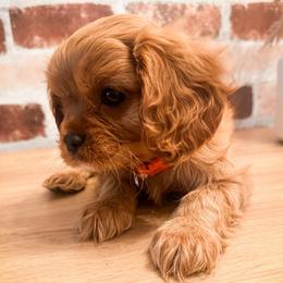 Nugget - Ruby male Cavalier King Charles Spaniel puppy in Tolleson, Arizona from Pixie Dust Cavaliers