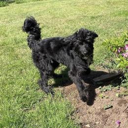 Aussiedoodle, Bernedoodle, and Poodle All Grown Up from Clemleth Aussiedoodles
