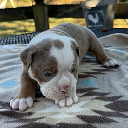 Bransen - Fawn and white male Olde English Bulldogge puppy in Camdenton, Missouri from Mule Pool Olde English Bulldogges