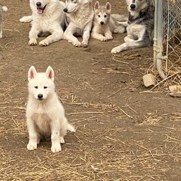 Siberian Husky Puppies from Agouti Run: Husky House