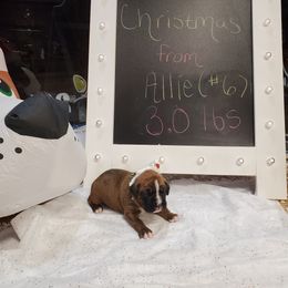 Boxer Puppies from Truax Farms