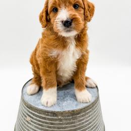 Reese - Red  male Goldendoodle puppy in Sunman, Indiana from Brunsman Country Doodles LLC