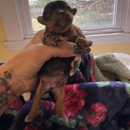 Rusty - Black and tan male Yorkshire Terrier puppy in Edwardsville, Illinois from Yorkie Acres (@yorkie_2_life)