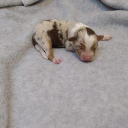 Girl 2 - Miniature Australian Shepherd puppy in Broadwater, Nebraska from Midwest Mini/Toy Aussies