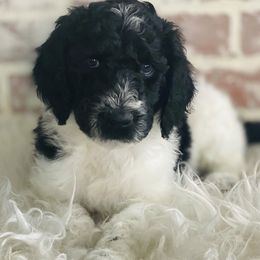 Goldendoodles from Shotts Doodles