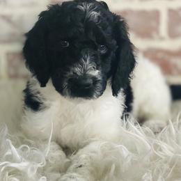 Goldendoodles from Shotts Doodles