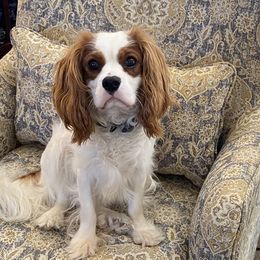 Tony - Cavalier King Charles Spaniel