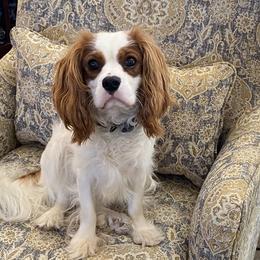 Tony - Cavalier King Charles Spaniel
