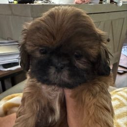 Ruby - Blue Shih Tzu puppy in Covington, Georgia from Top Hats 2  Shih Tzu’s