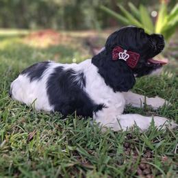 Girl 2 - Blue roan and tan female Cocker Spaniel puppy in Sparta, Georgia from Mekas Cocker Spaniels