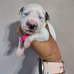 Polly Pocket - White and black female Dalmatian puppy in Gray, Georgia from Fuller Spots