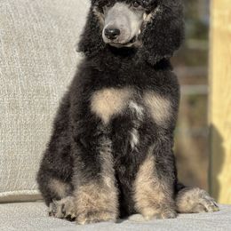 Jupiter - Poodle puppy in Bristol, Virginia from Schrute Farms Standard Poodles