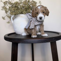 Orange Male Biggie - Red  male Goldendoodle puppy in Springville, Utah from JW Doodles