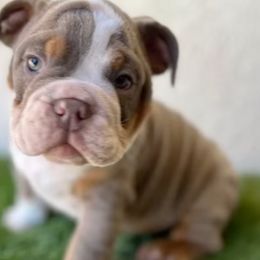 Bulldogs from Socal G Bulldogs