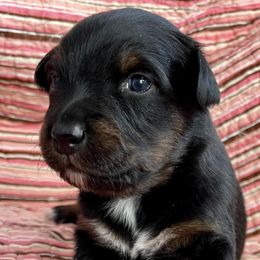 Australian Shepherds from Miradero Aussies
