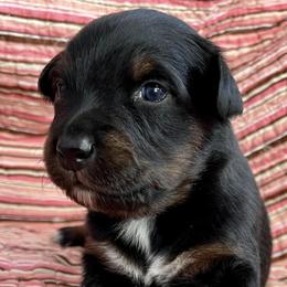 Australian Shepherds from Miradero Aussies